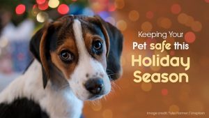 Pet-Safe-Holiday-Season