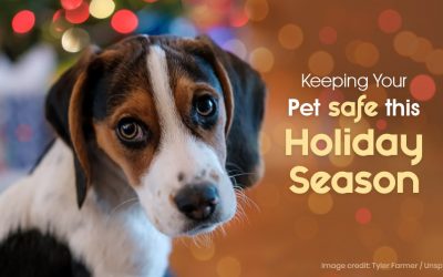 Keeping Your Pet Safe This Holiday Season