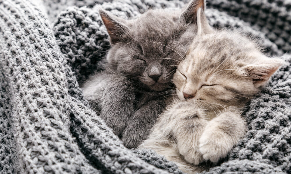 cat-sleeping-in-blanket