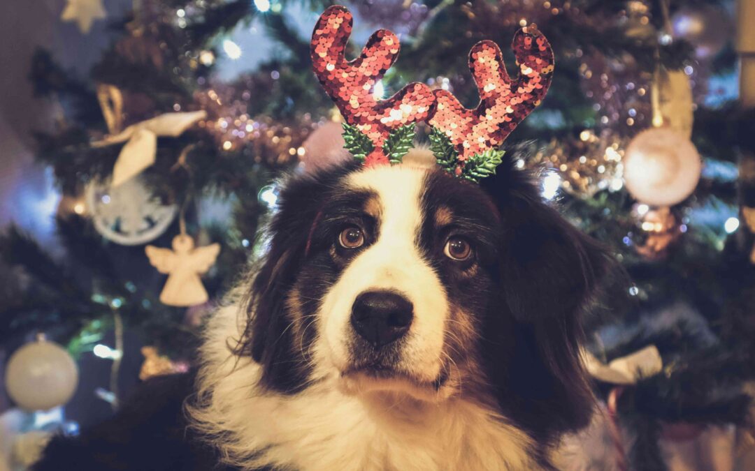 Holiday plans keeping you busy? Here's how to keep your pet happy and connected with simple bonding moments, enrichment tips, and stress relief ideas.